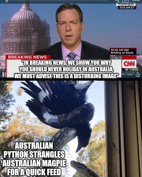 meanwhile in australia Memes & GIFs Imgflip