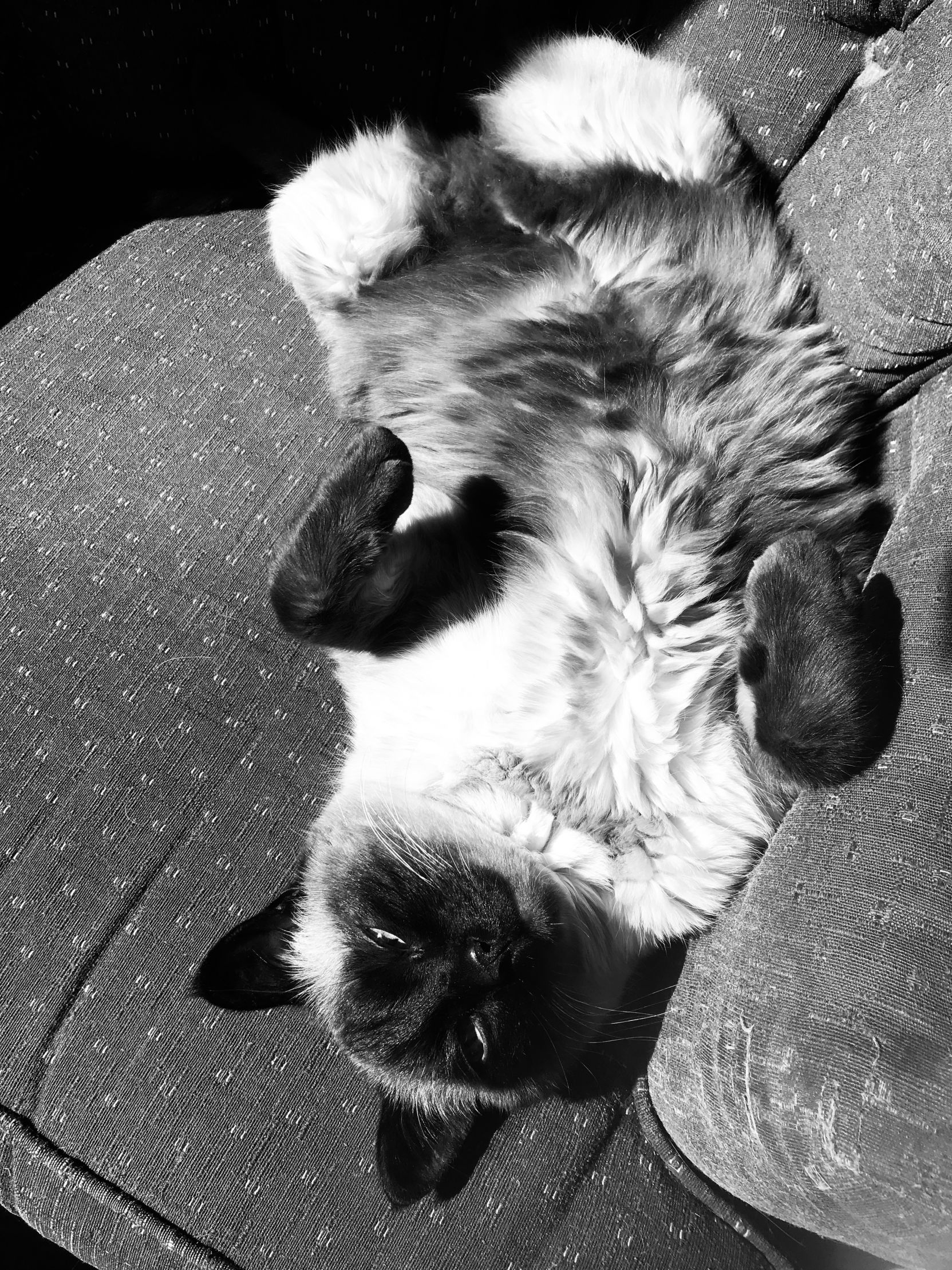 Gritty Cat is Not Your Fur Baby Memes Imgflip