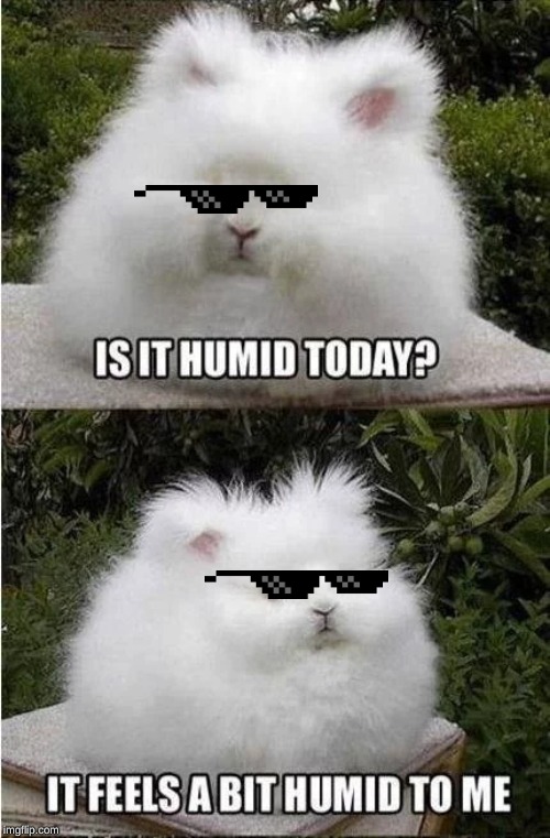 Image tagged in bunny,weather,humid,fluffy Imgflip