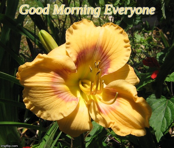 Good Morning Everyone Imgflip