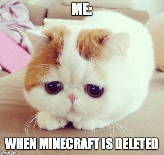 Sad Cat Imgflip