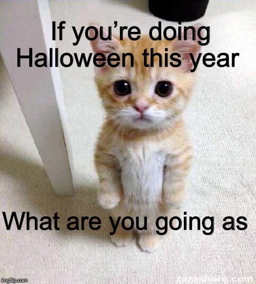 Cute Cat Meme Imgflip