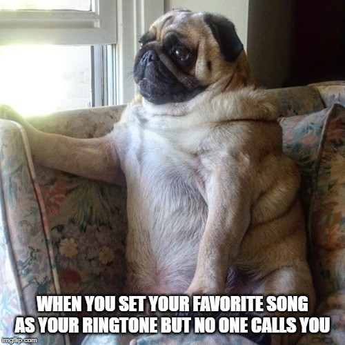 pug Memes & GIFs Imgflip