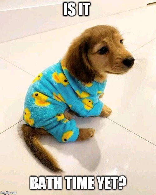 PUPPY BATH Imgflip