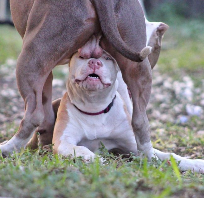 Van Wilder Dog Balls After