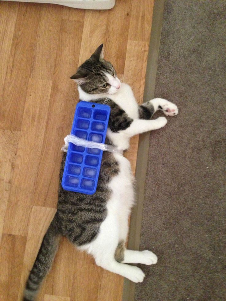 Ice ice Cat Blank Template Imgflip