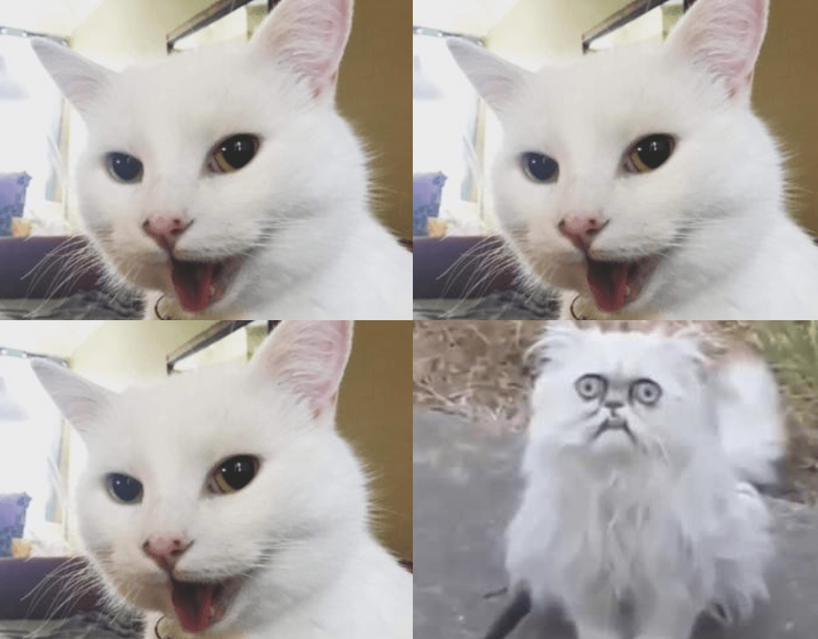 Shopping cart cats Memes Imgflip