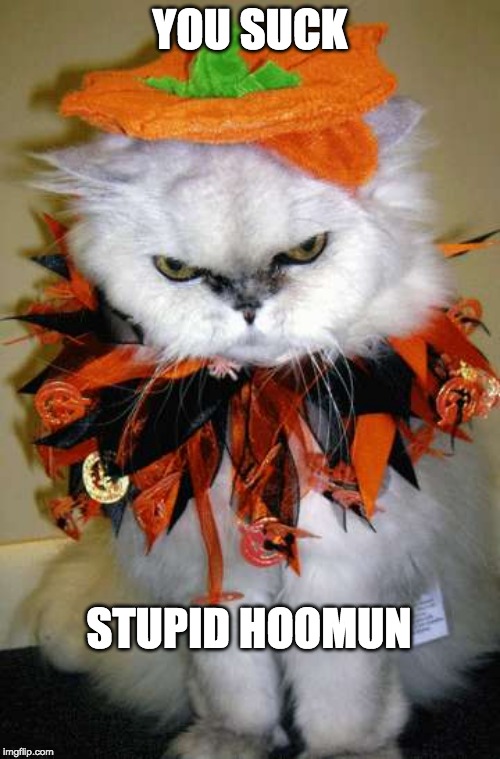 Image tagged in halloween kitty Imgflip