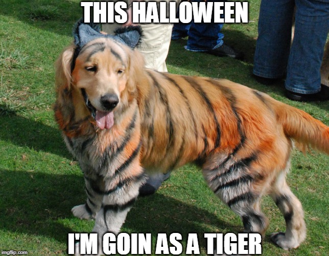 TIGER DOGE Imgflip