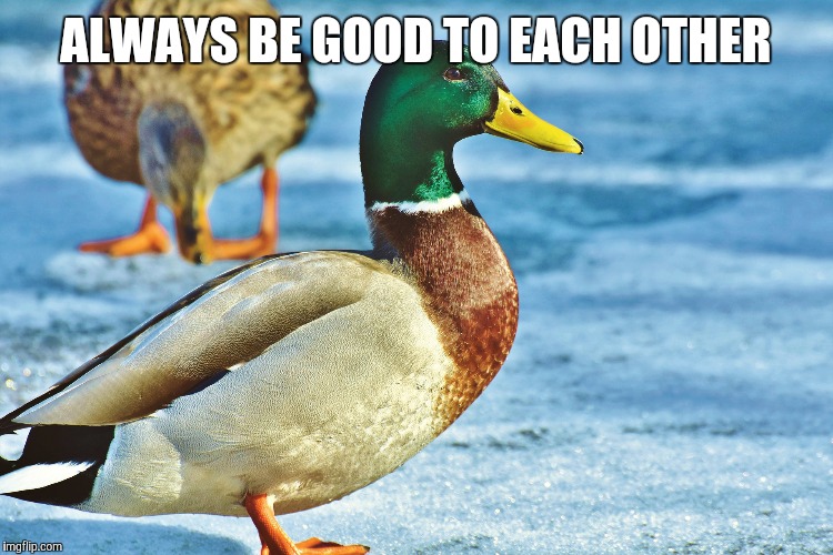 Image tagged in good advice mallard,actual advice mallard Imgflip