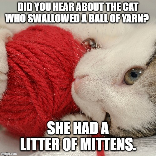 cat swallowed a ball of yarn Imgflip