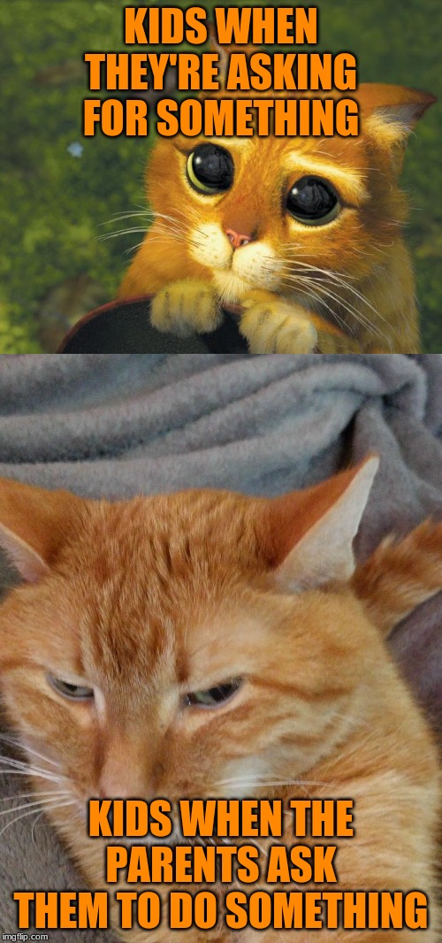 Image tagged in pretty please cat,judgy orange cat Imgflip
