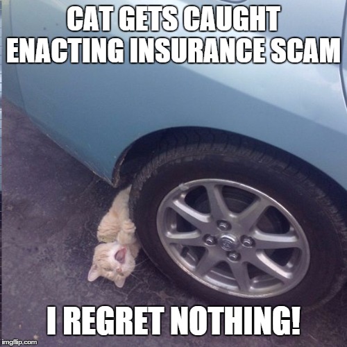 Scamming kitty Imgflip