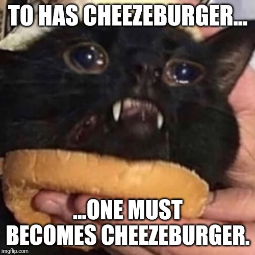 i can has cheezburger cat Memes & GIFs Imgflip