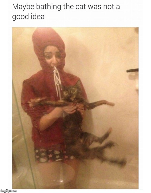 Image tagged in memes,cats,funny cats,bath,funny,cat Imgflip