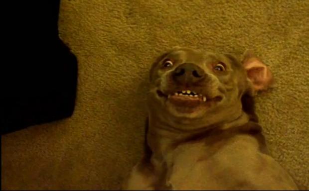 dogs; pets; funny Blank Template Imgflip