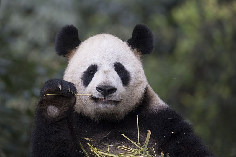 Panda eating bamboo Memes Imgflip