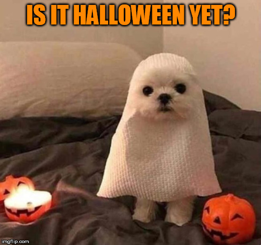Image tagged in halloween,halloween is coming,excited Imgflip