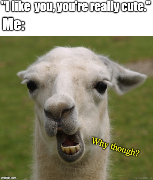 Image tagged in but why though Imgflip