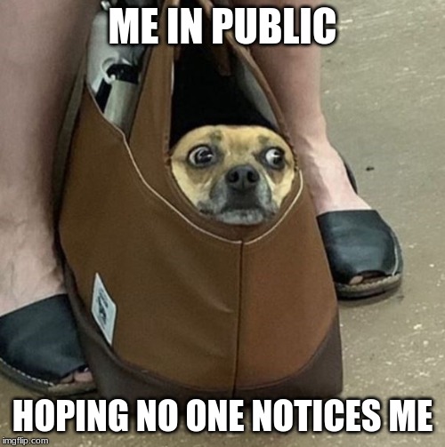 Nervous dog in bag Memes Imgflip