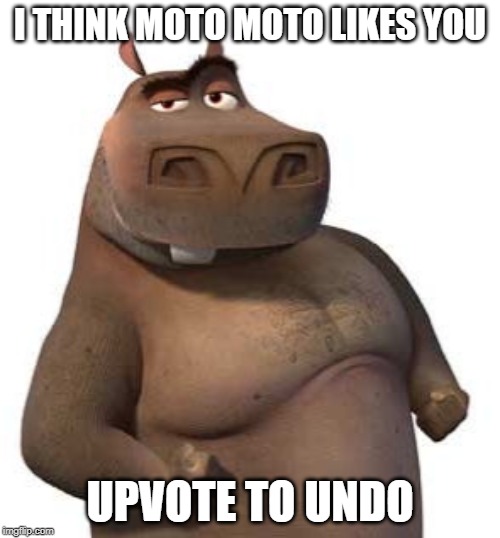 I think Moto Moto likes you Imgflip
