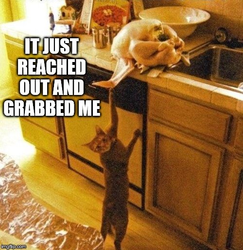 Image tagged in memes,cute cat,sausage Imgflip