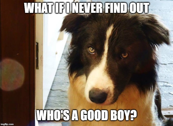 Image tagged in who's a good boy,dog,good boy Imgflip