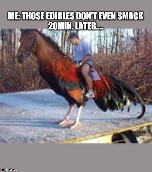 rooster Latest Memes Imgflip