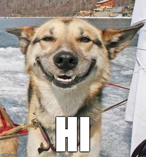 Image tagged in happy dog Imgflip