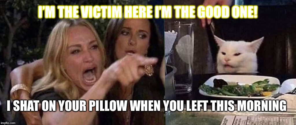 woman yelling at cat Imgflip