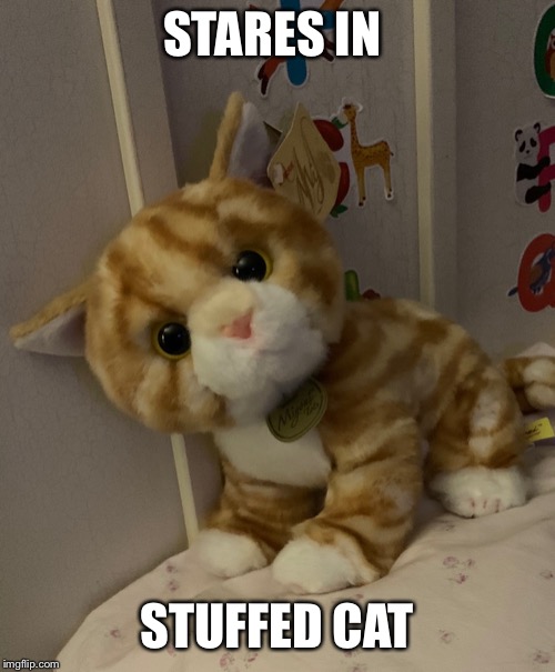 Image tagged in funny cats Imgflip