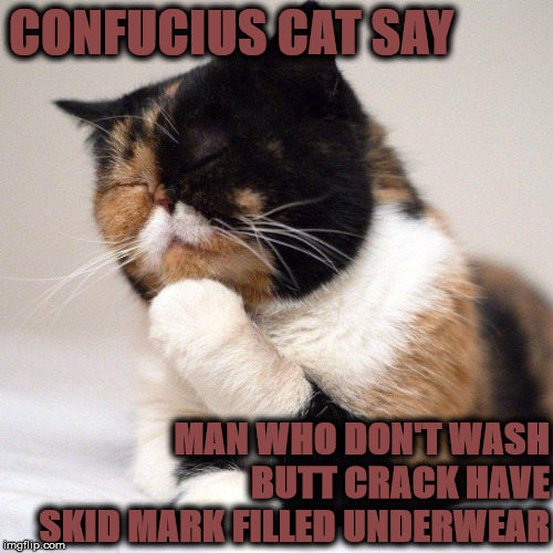 Image tagged in confucius cat Imgflip