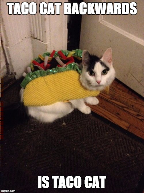 Taco Cat Imgflip