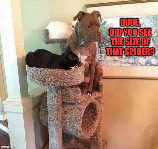 Dog Scared Of Spider