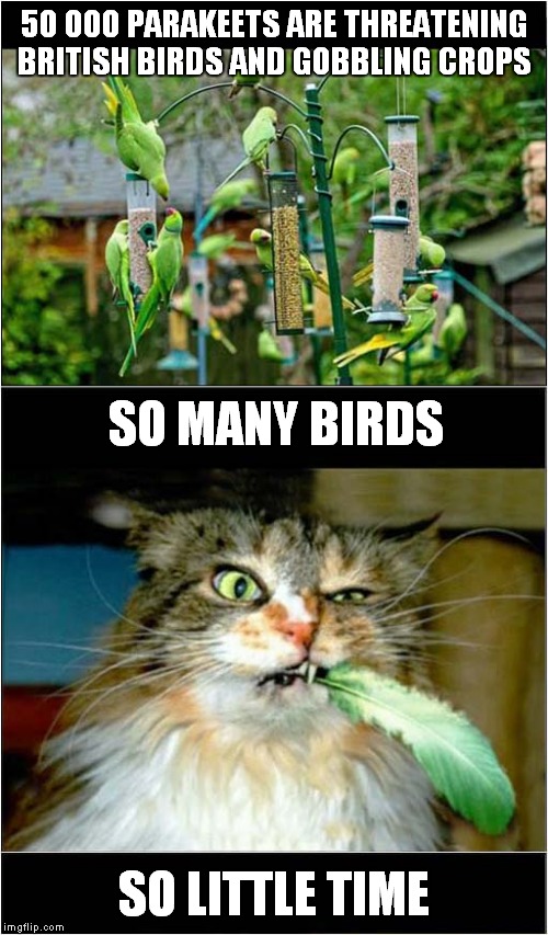 Too Many Parakeets ! Imgflip