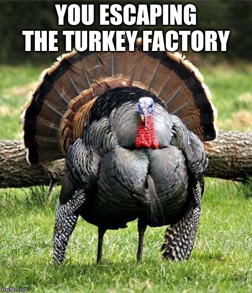 Thanksgiving Day Imgflip