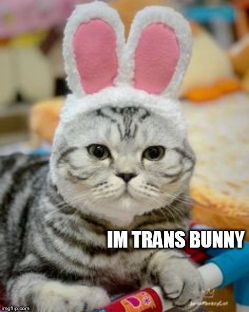 bunny Memes & GIFs Imgflip