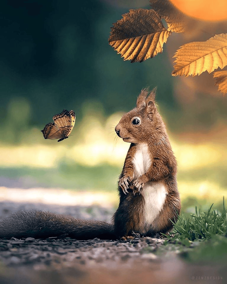 "squirrel" Meme Templates Imgflip