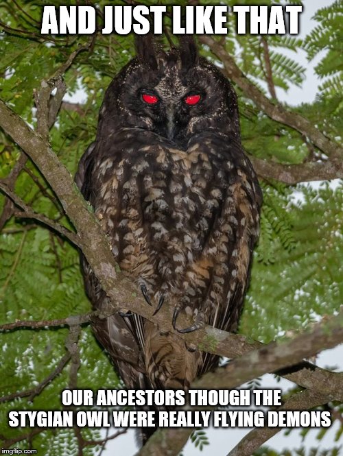 Stygian owl Imgflip
