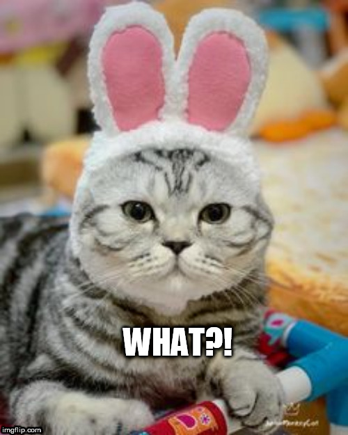 bunny Imgflip