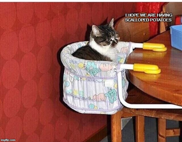 Image tagged in cats Imgflip