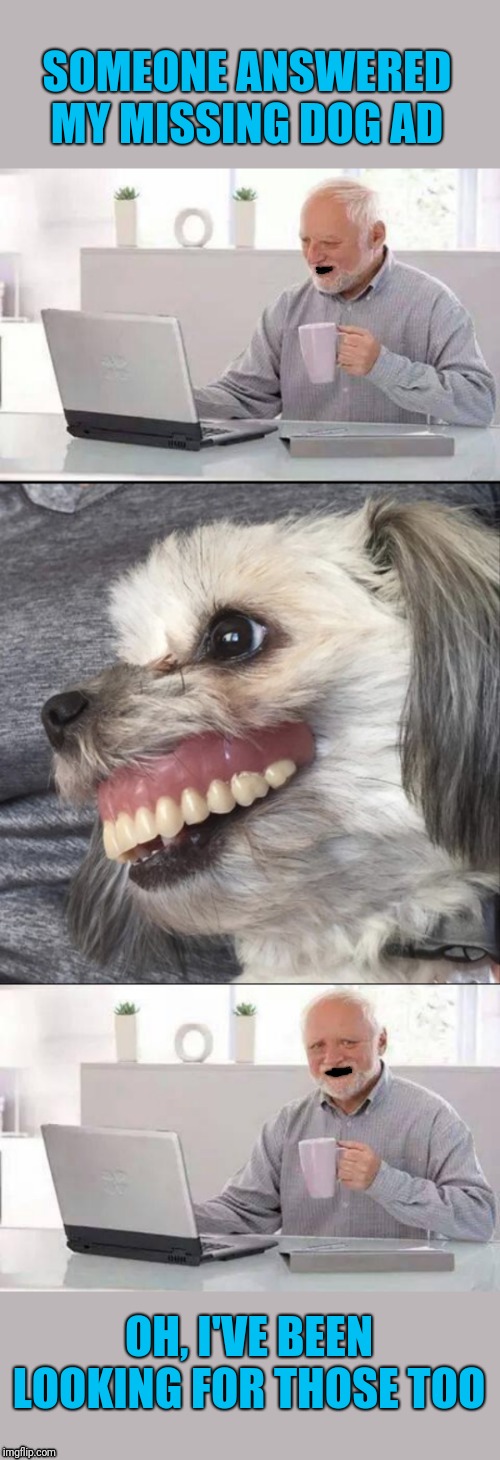Dog Missing Teeth Meme Poodle Shows His Teeth On Command