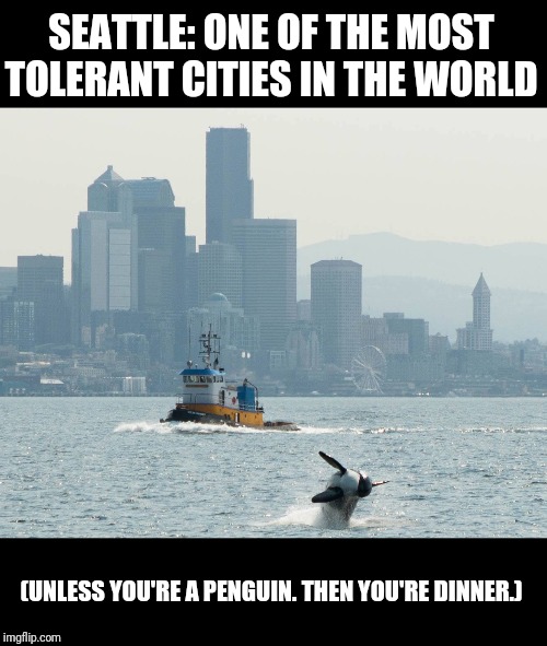seattle Memes & GIFs Imgflip