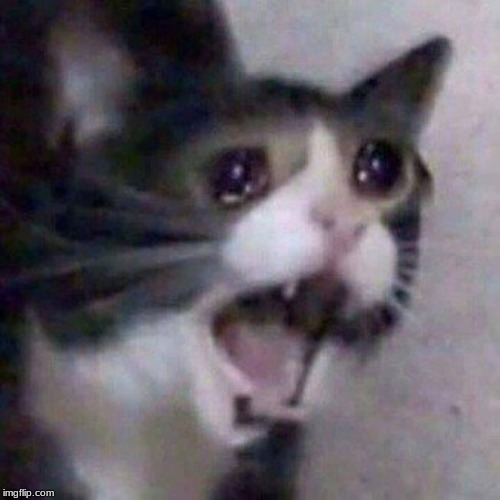Woman Yelling At Cat Meme Imgflip