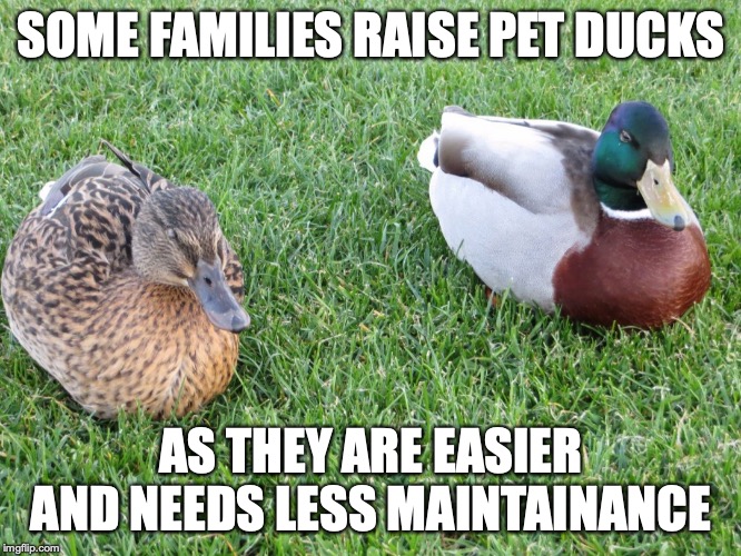 Pet Ducks Imgflip