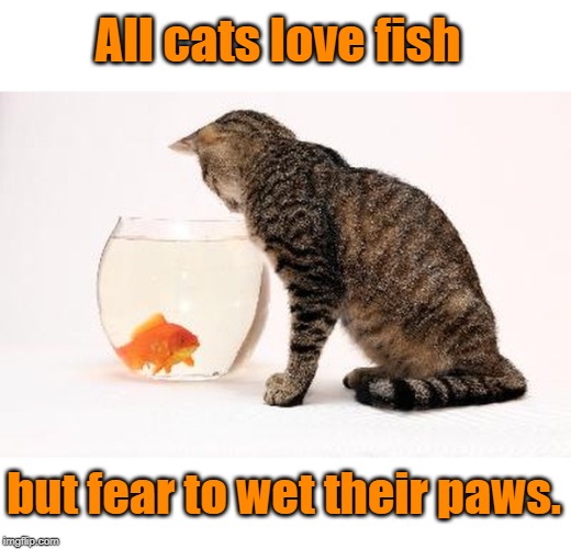 cats love fish Imgflip