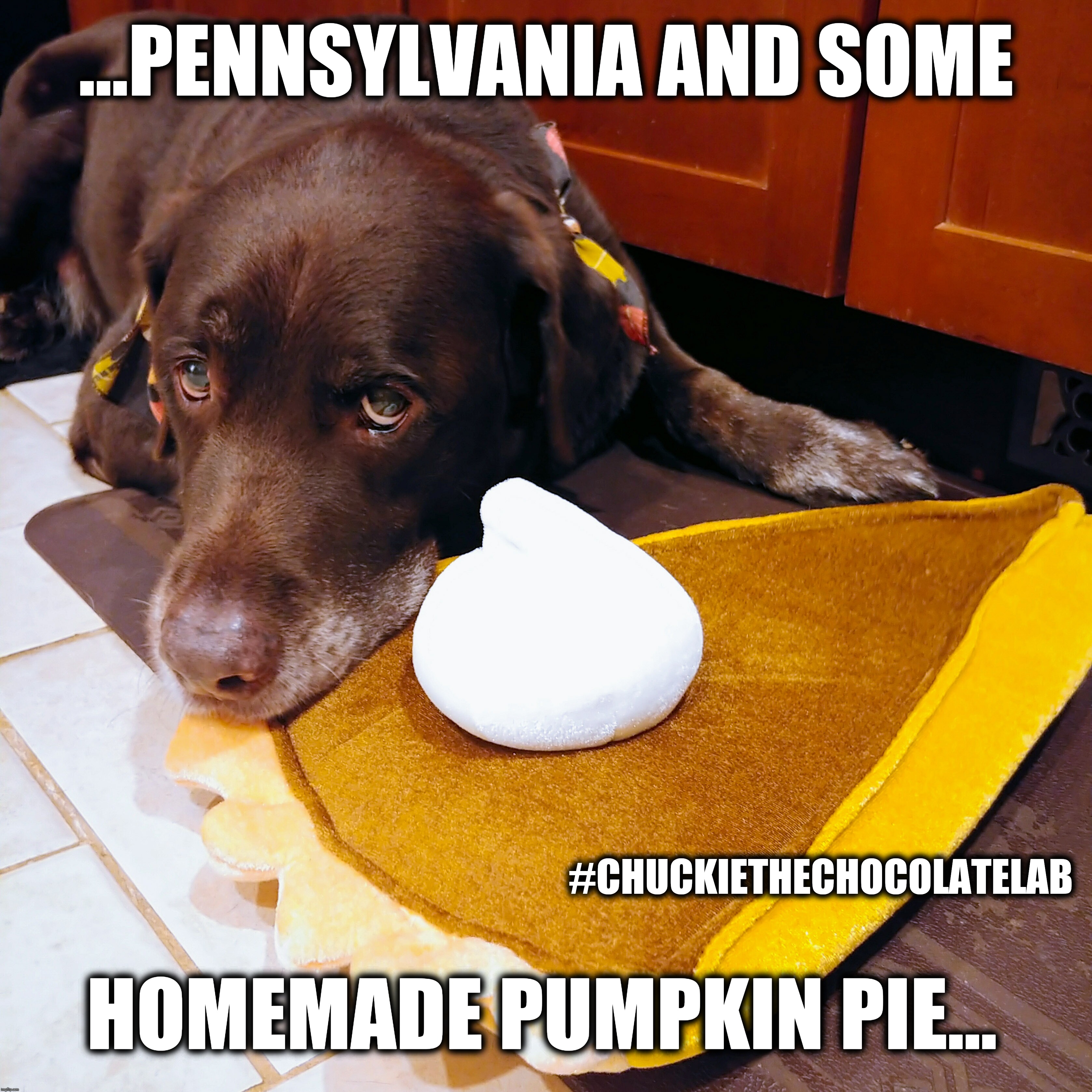 pumpkin pie Memes & GIFs Imgflip