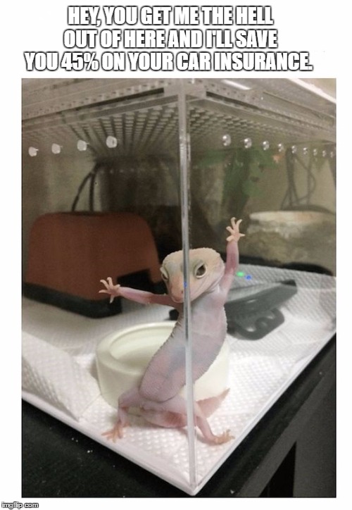geico Memes & GIFs Imgflip
