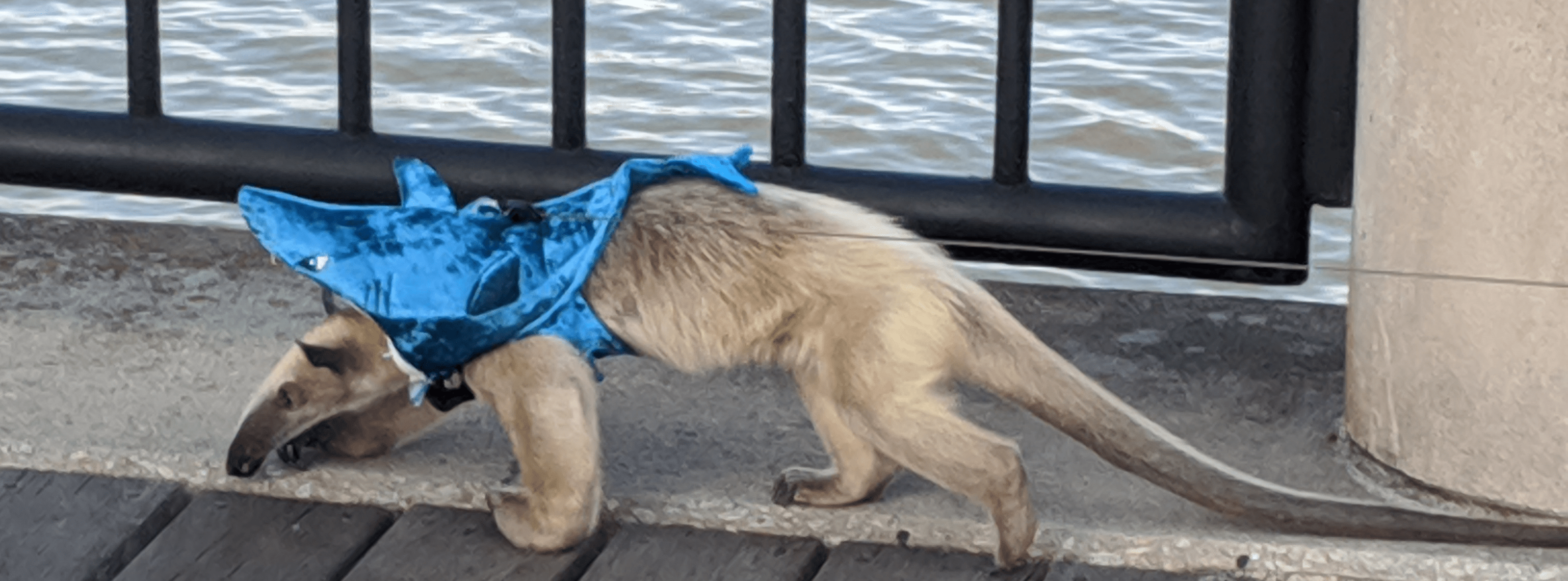 Sid shark costume Memes Imgflip