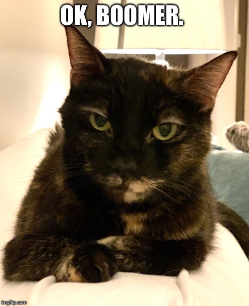 Image tagged in human faced cats Imgflip